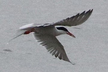 Common Tern - ML619148321