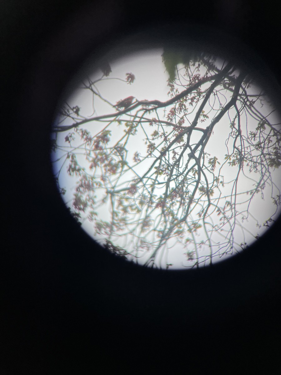 Scarlet Tanager - ML619148335