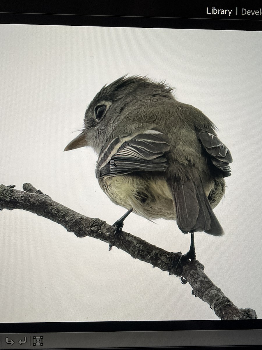 Least Flycatcher - ML619148340