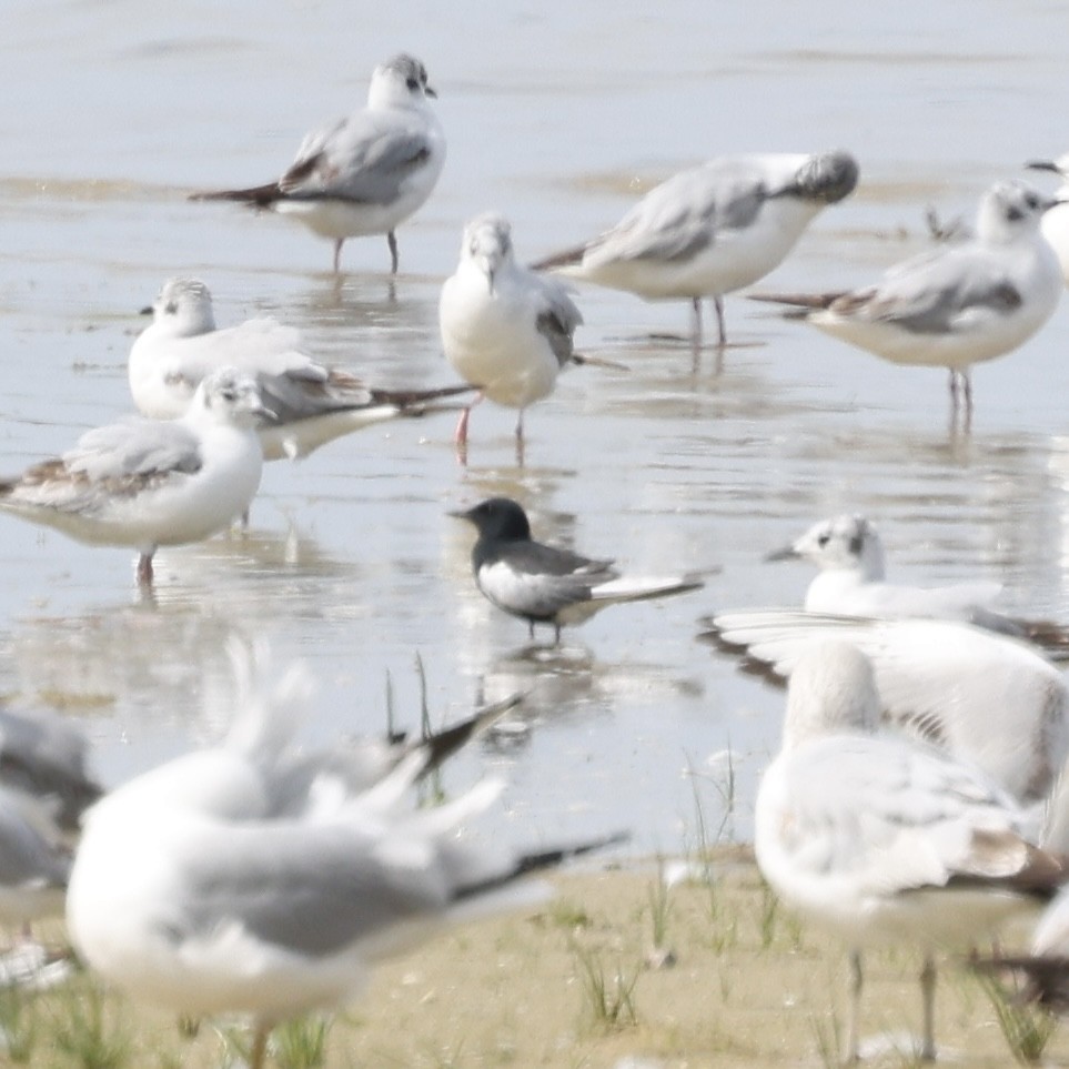 White-winged Tern - Glenn and Ellen Peterson