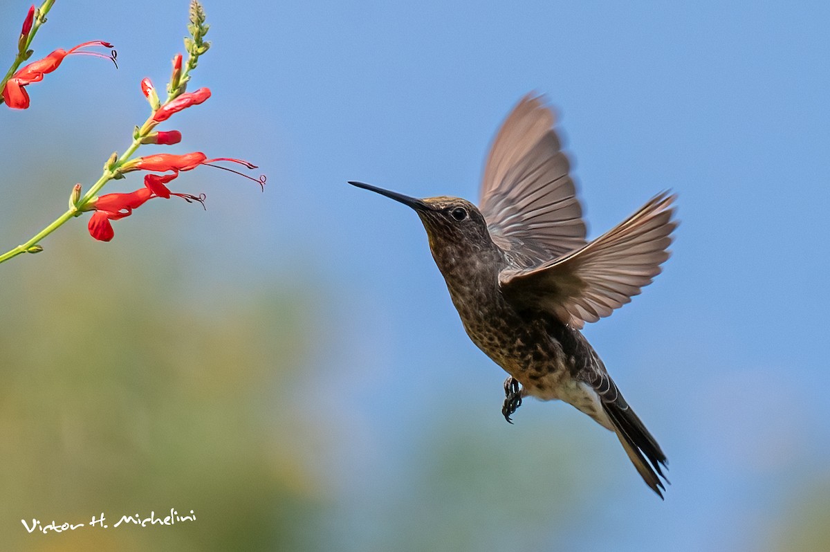 Giant Hummingbird - ML619148354