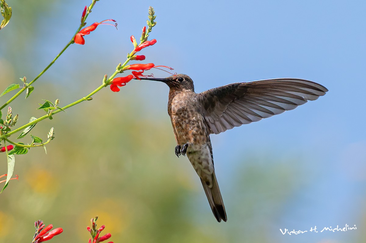 Colibrí Gigante - ML619148357