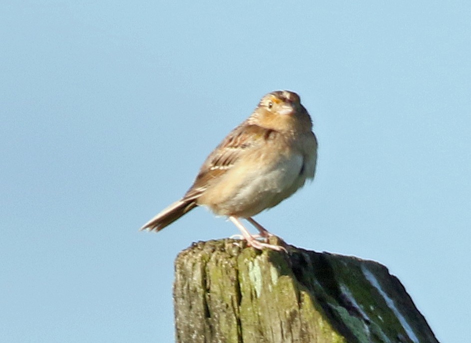 Grasshopper Sparrow - William Parkin