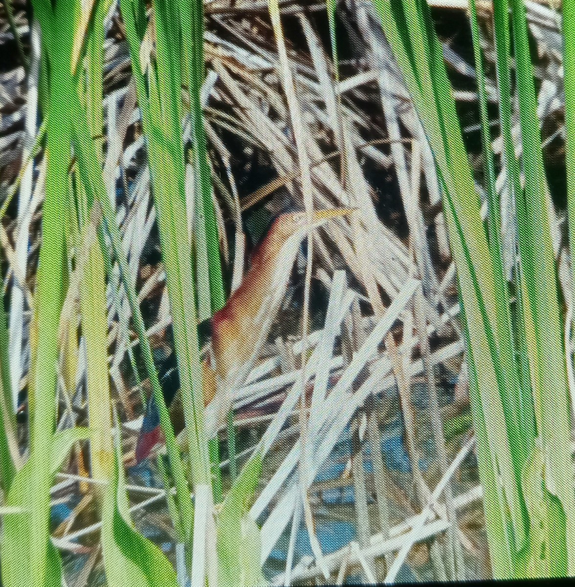 Least Bittern - Augusta Herre