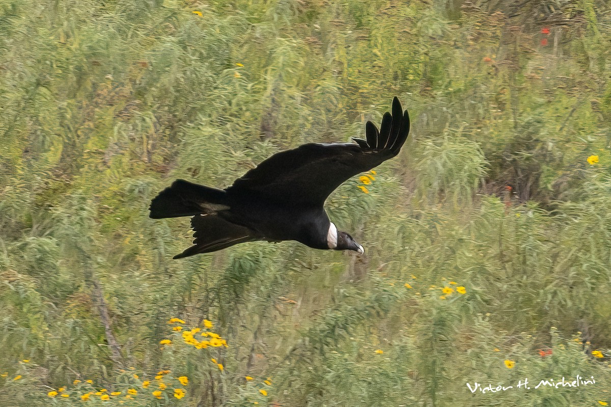 Andean Condor - Victor Hugo Michelini