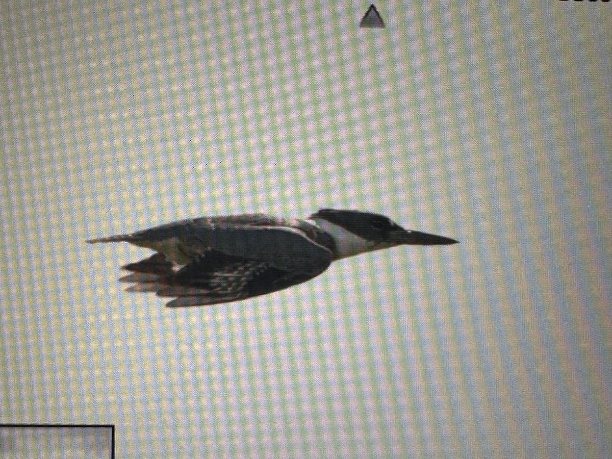 Belted Kingfisher - Gak Stonn