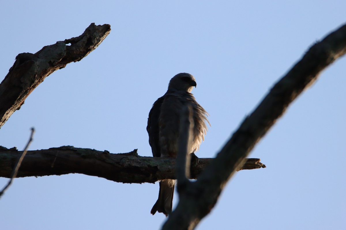 Mississippi Kite - John Keegan