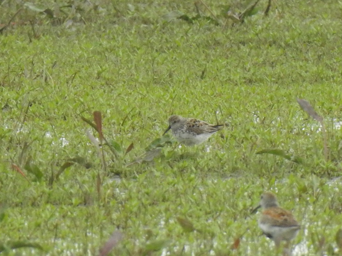 Western Sandpiper - J Brousseau