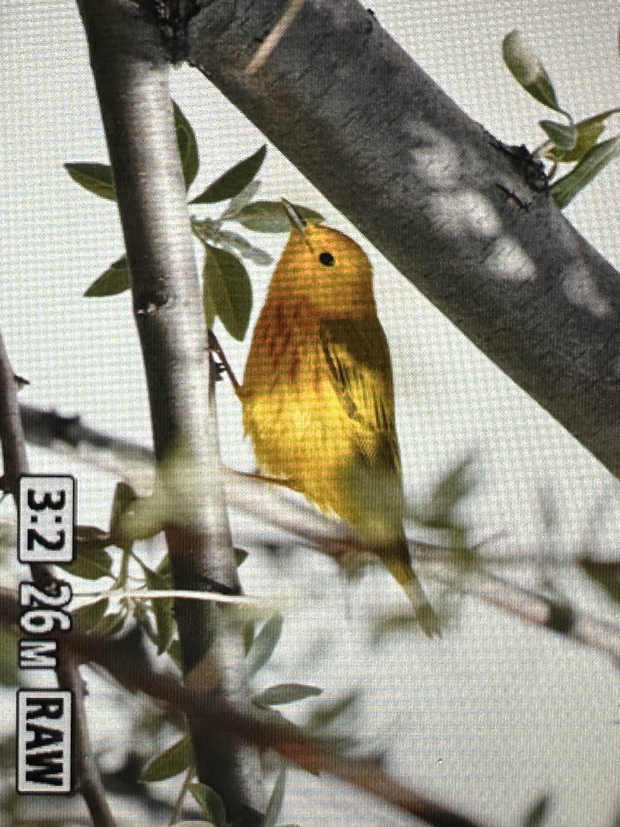 Yellow Warbler - Gak Stonn