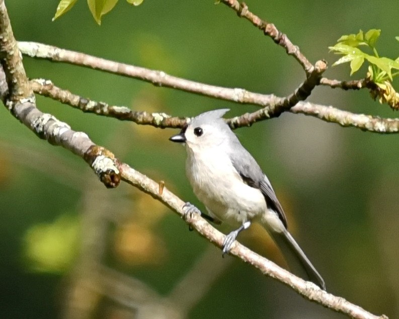 Tufted Titmouse - Barb and Lynn