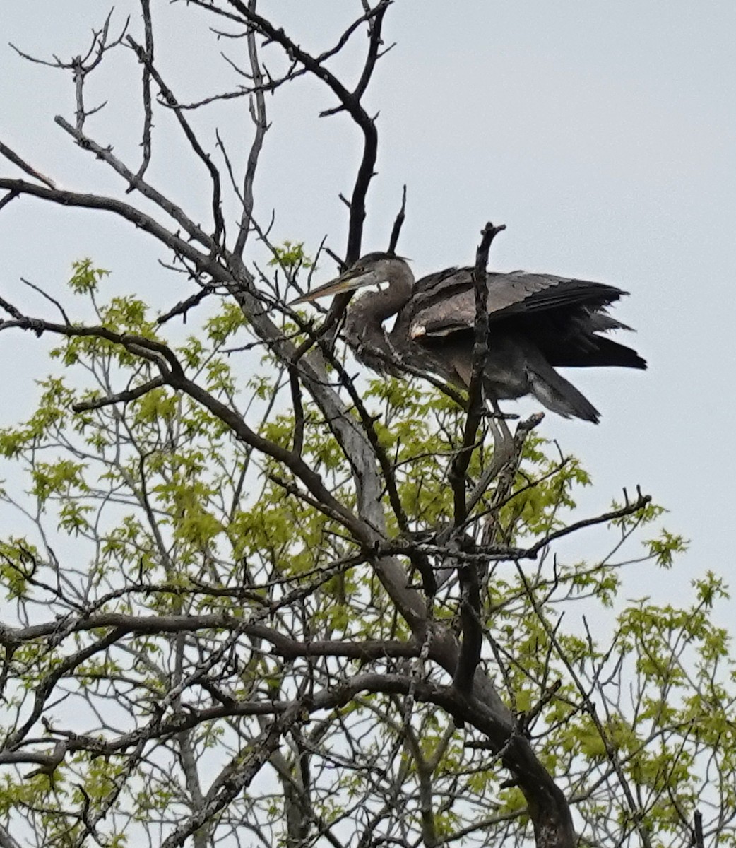 Great Blue Heron - Judith Huf