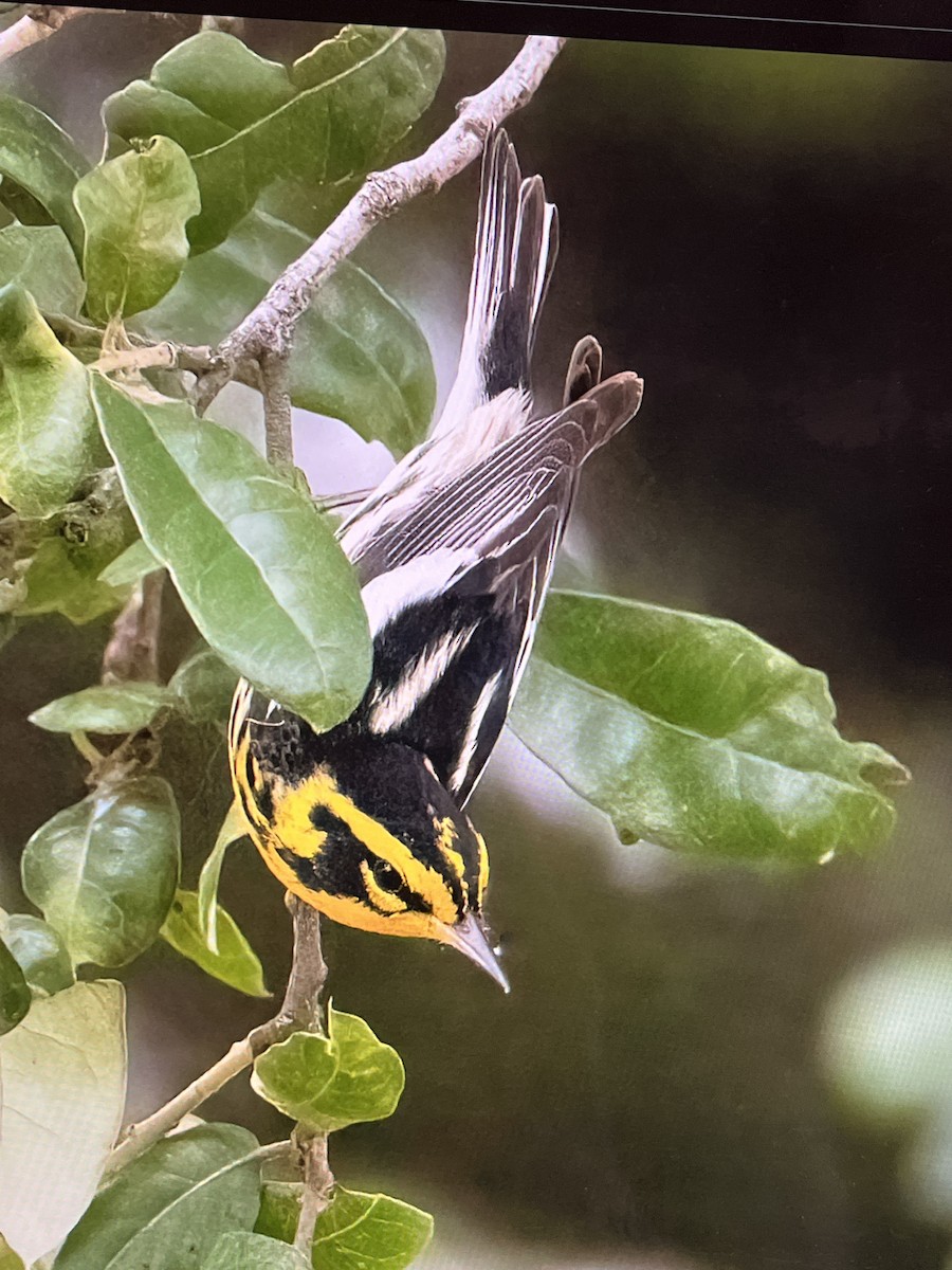 Blackburnian Warbler - ML619148471