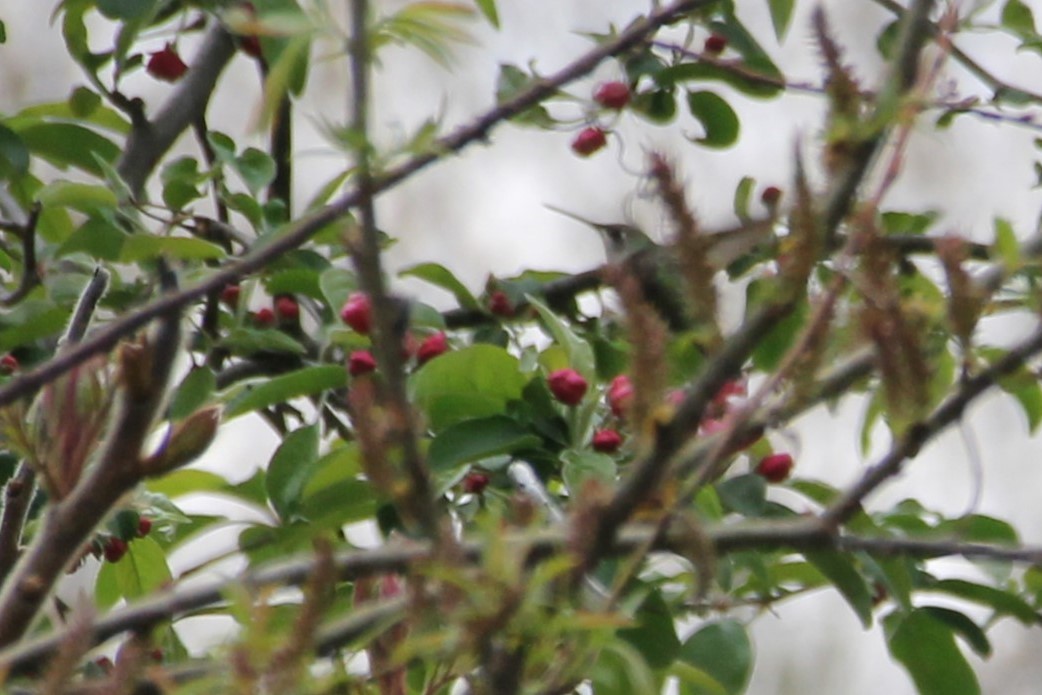 Ruby-throated Hummingbird - Martha Huestis
