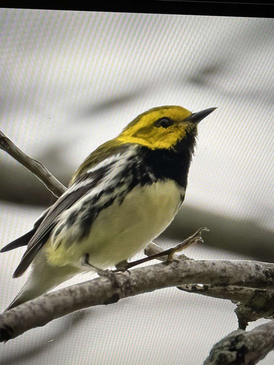 Black-throated Green Warbler - Cheryl White