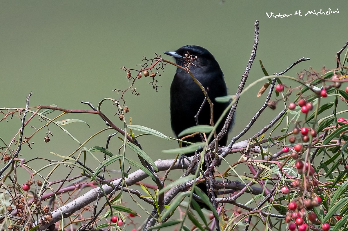 White-winged Black-Tyrant - Victor Hugo Michelini