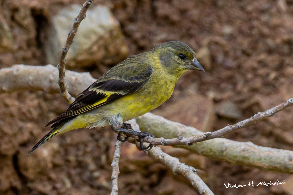 Hooded Siskin - ML619148516