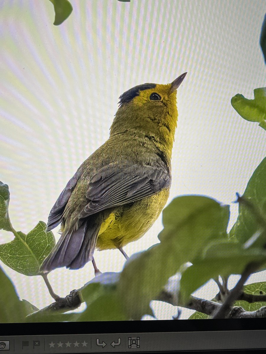 Wilson's Warbler - Cheryl White