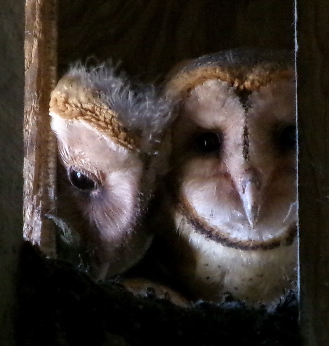Barn Owl - frank lyne