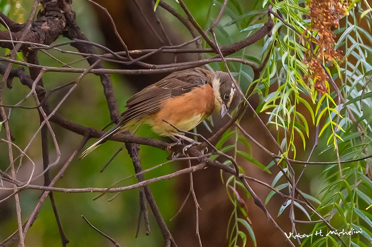 Bolivian Warbling Finch - Victor Hugo Michelini