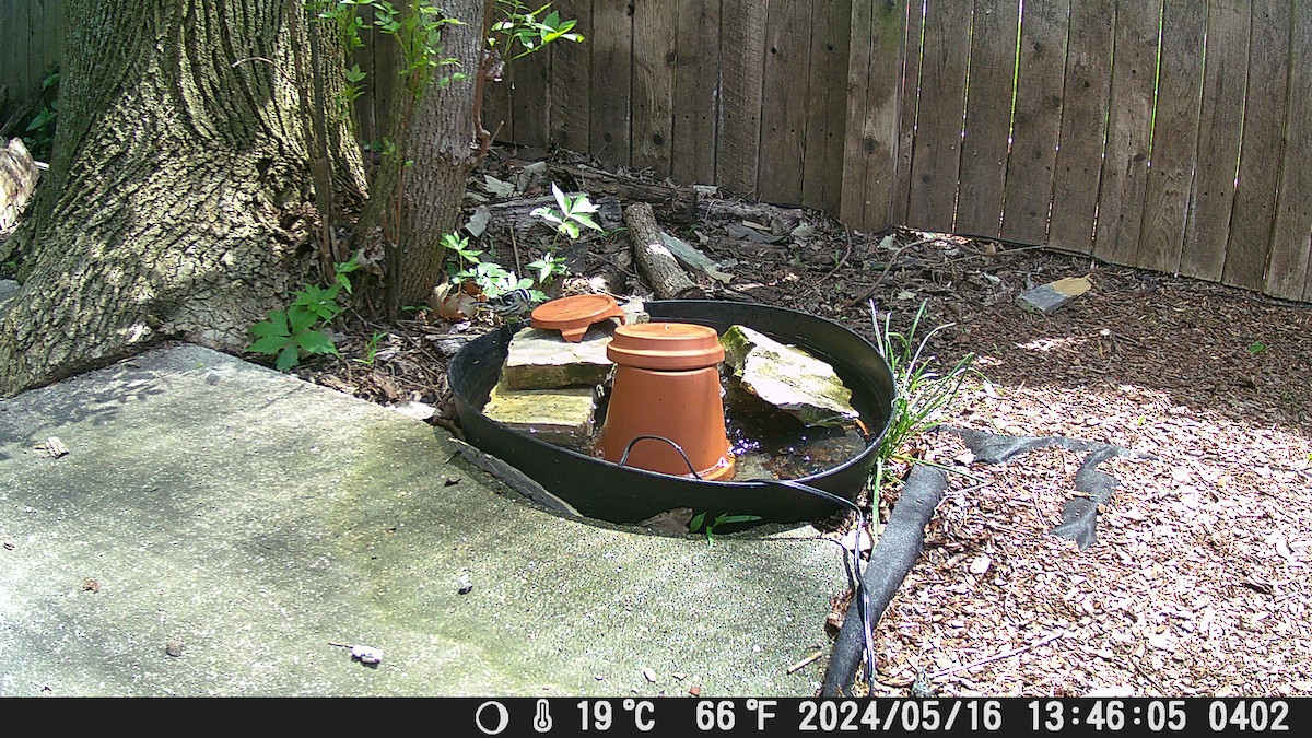 Black-and-white Warbler - Sam Corbo NFC Station