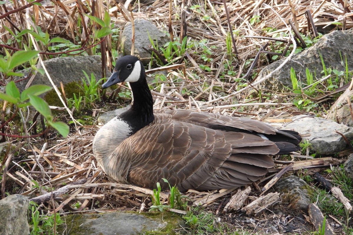 Canada Goose - Marc antoine Lafrance