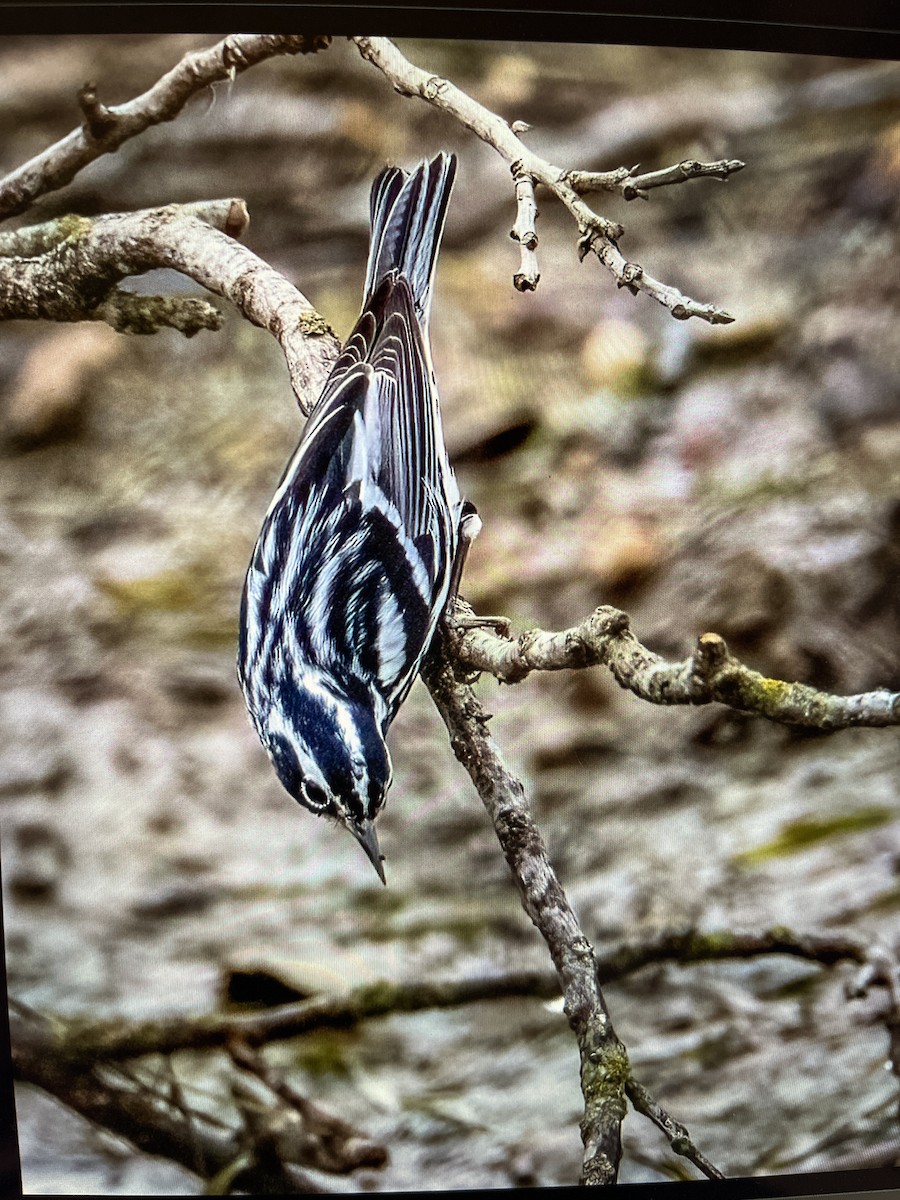 Black-and-white Warbler - Cheryl White