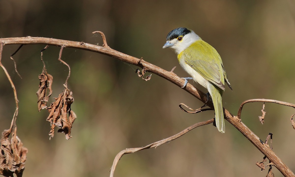 Green-backed Becard - Adrián Braidotti