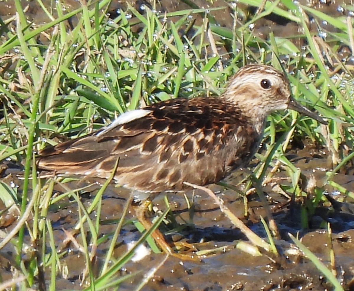 Least Sandpiper - Rick Bennett