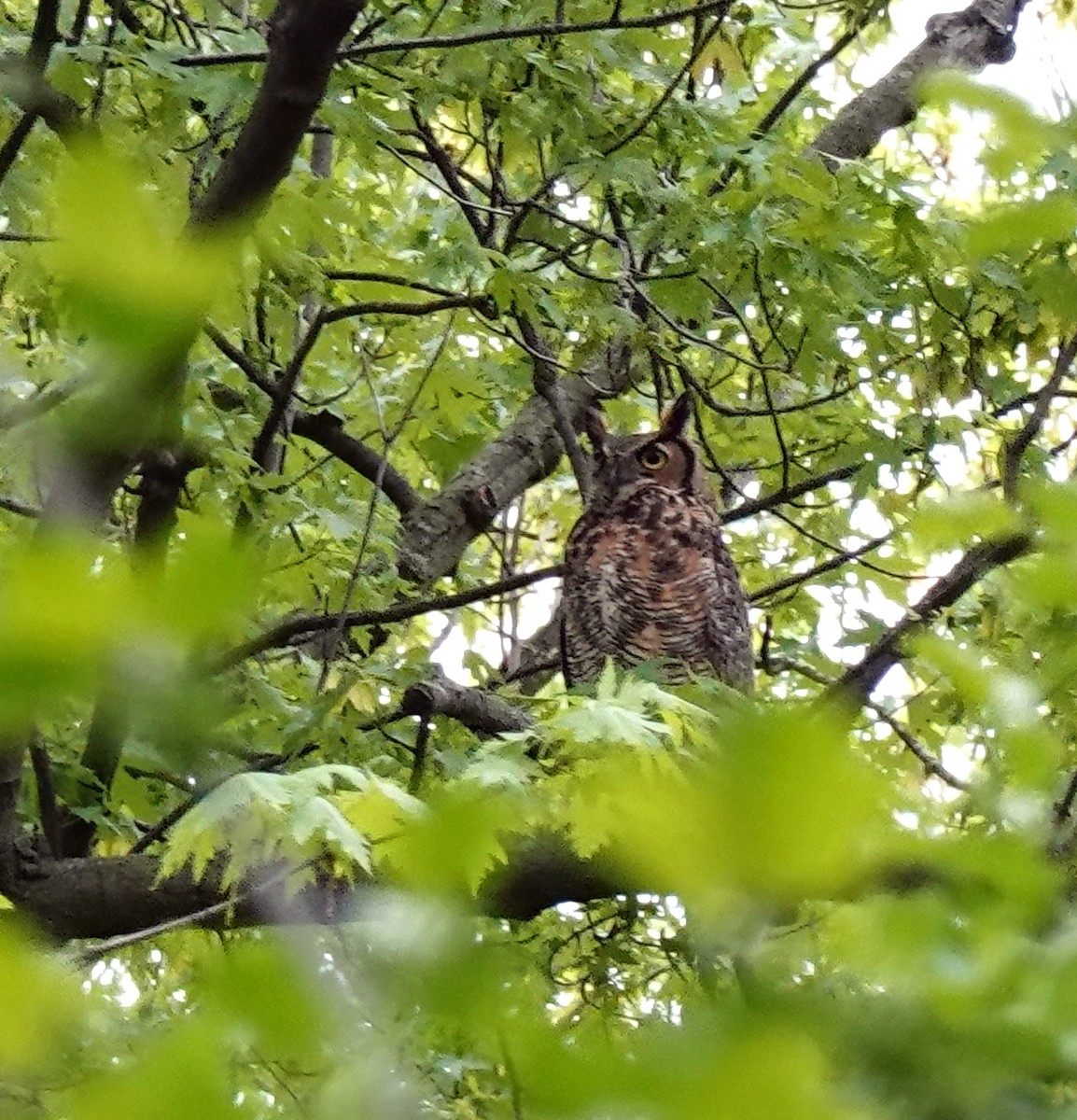 Great Horned Owl - Judith Huf