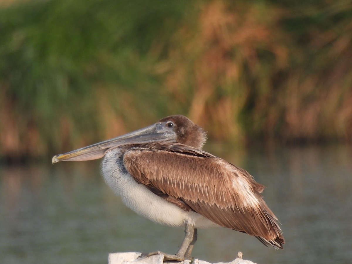 Brown Pelican - ML619148599