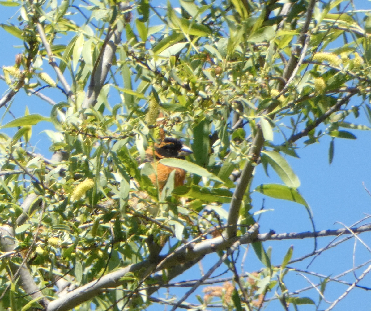 Black-headed Grosbeak - ML619148604