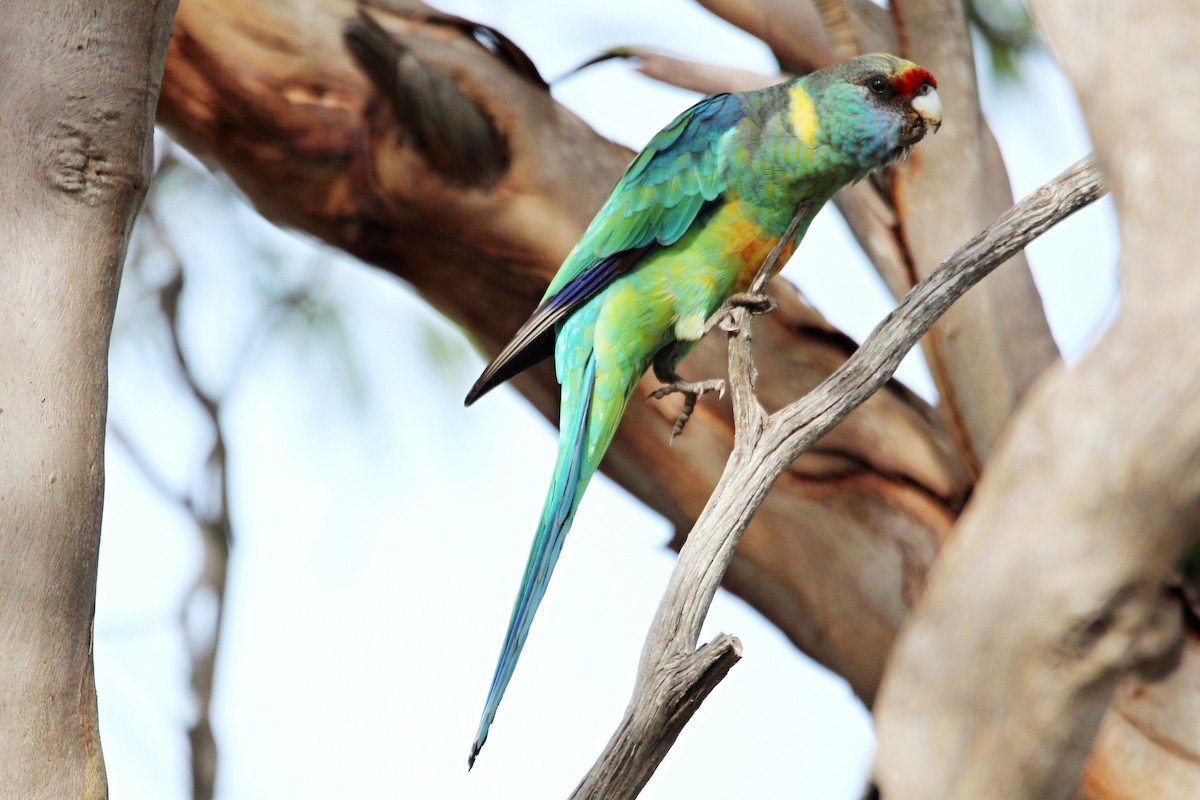 Australian Ringneck - Meg V