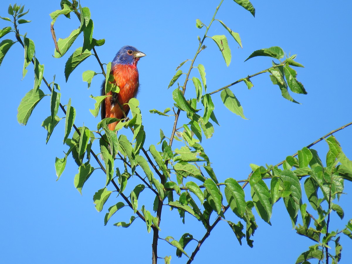 Painted Bunting - David Wolf