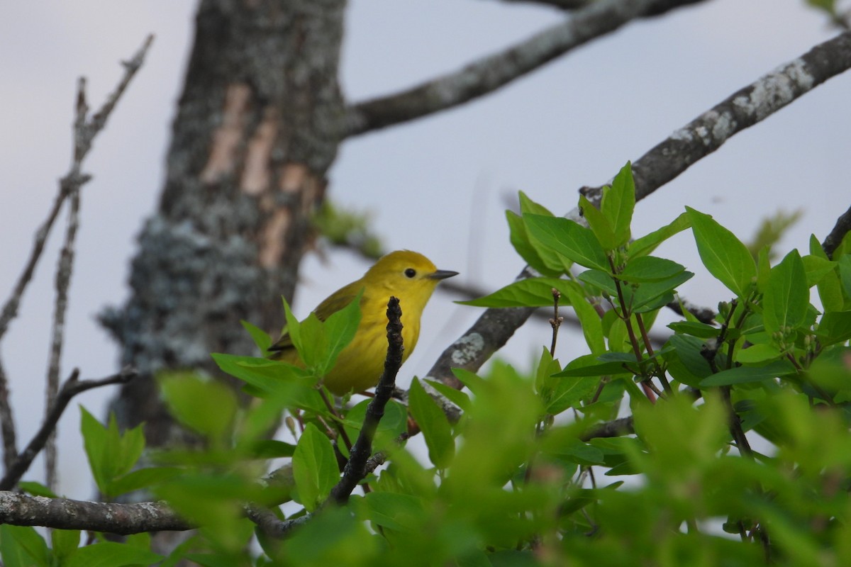 Yellow Warbler - Marc antoine Lafrance