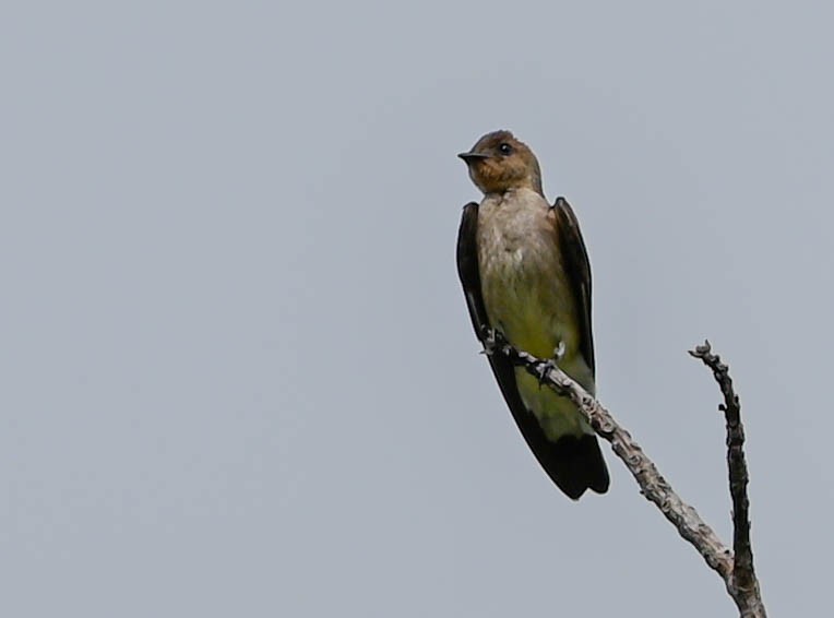 Southern Rough-winged Swallow - Guillermo Padierna