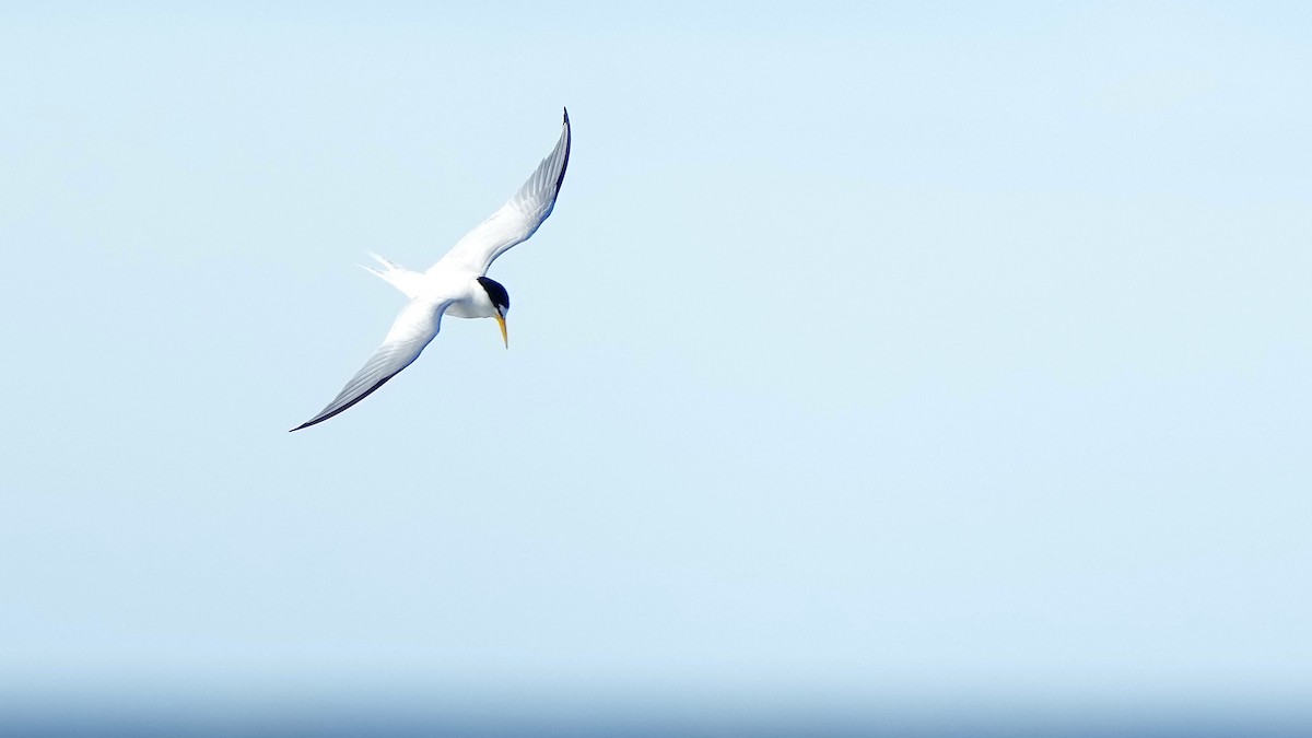 Least Tern - Sunil Thirkannad