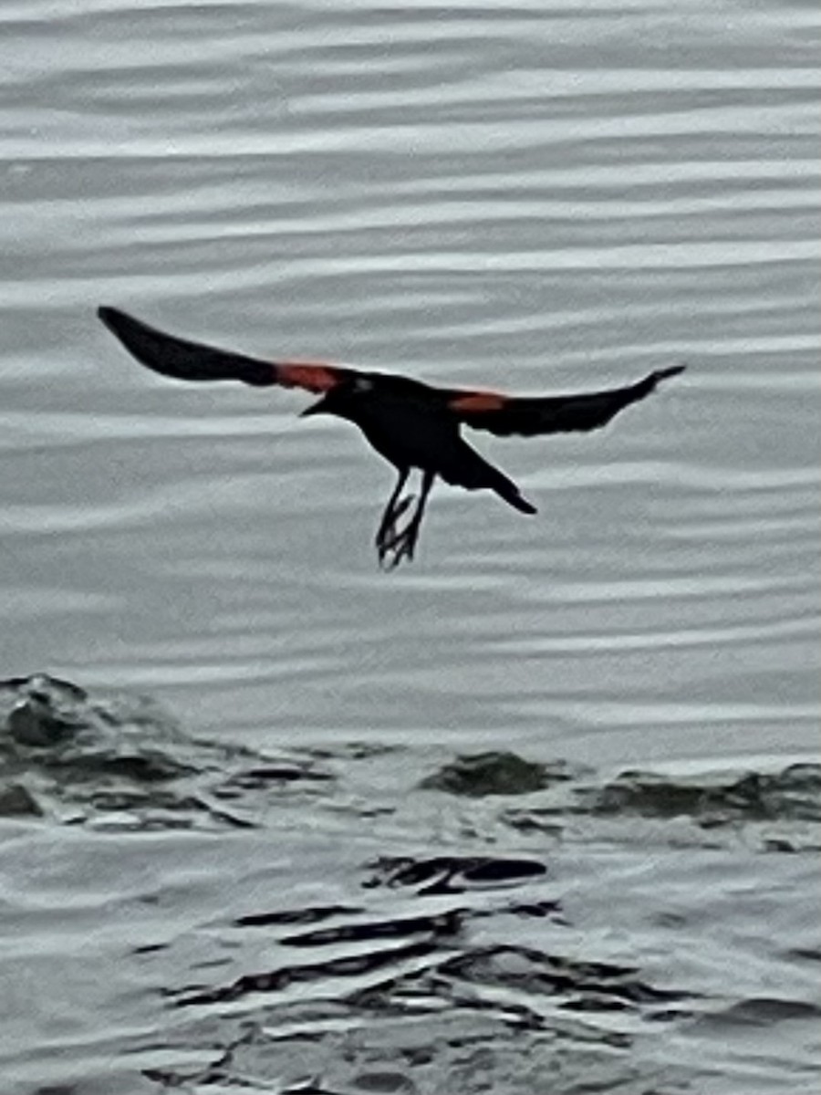 Red-winged Blackbird - ML619148731