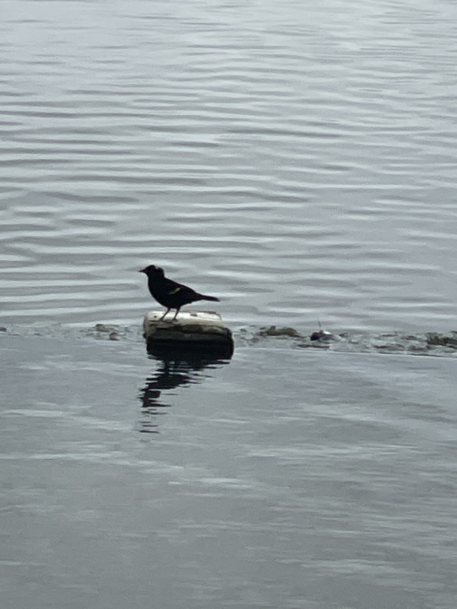 Red-winged Blackbird - ML619148732