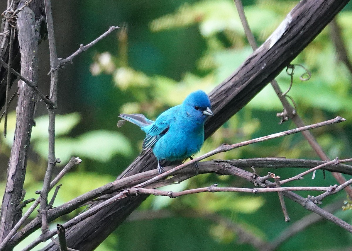 Indigo Bunting - ML619148751