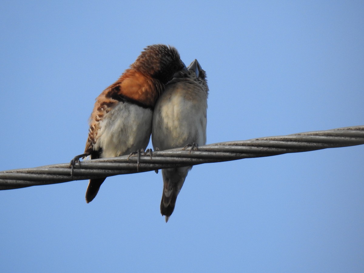 Chestnut-breasted Munia - Monica Mesch