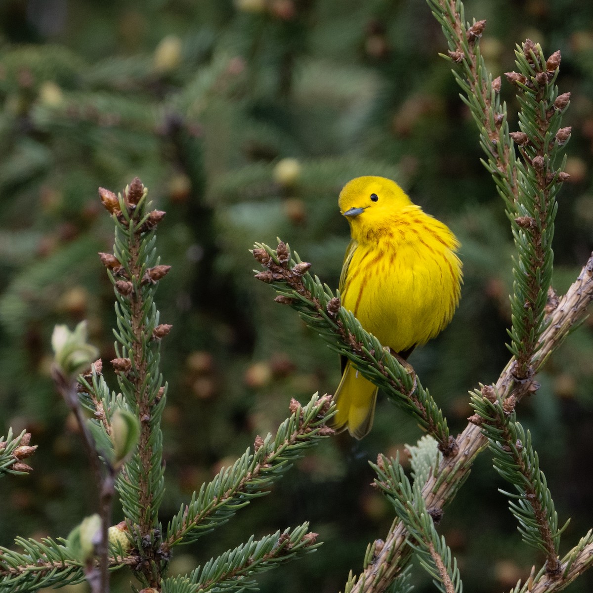 Yellow Warbler - Christine Pelletier et (Claude St-Pierre , photos)