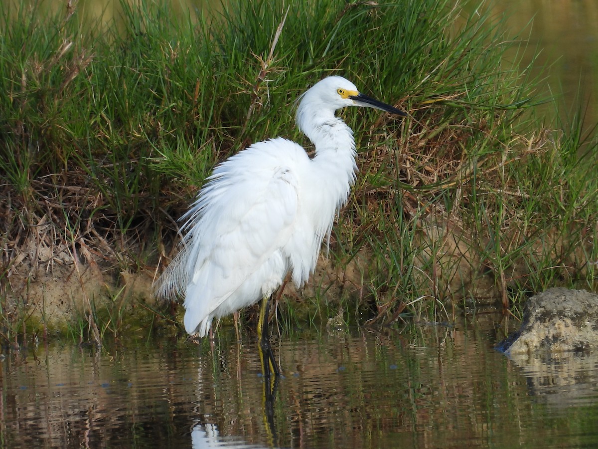 Snowy Egret - Kimberly Snaric