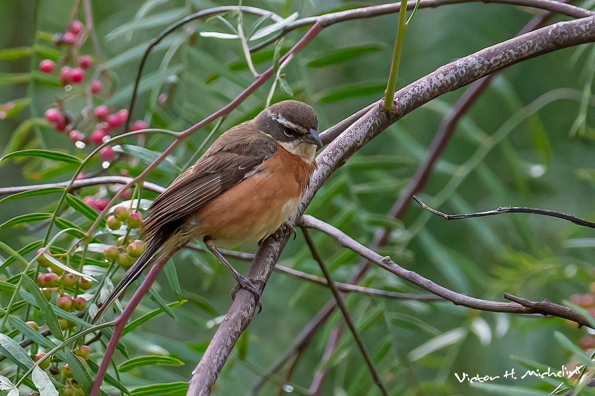 Bolivian Warbling Finch - Victor Hugo Michelini