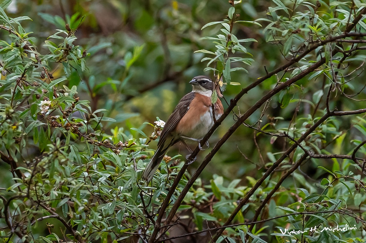 Bolivian Warbling Finch - Victor Hugo Michelini