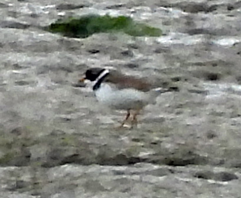 Semipalmated Plover - ML619148799
