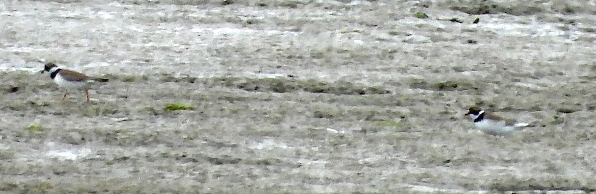 Semipalmated Plover - ML619148800