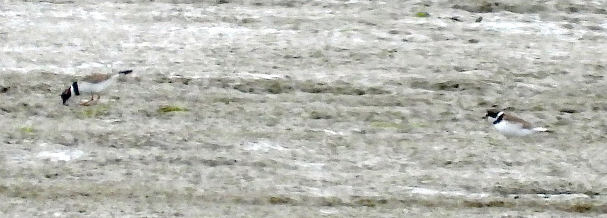 Semipalmated Plover - ML619148801
