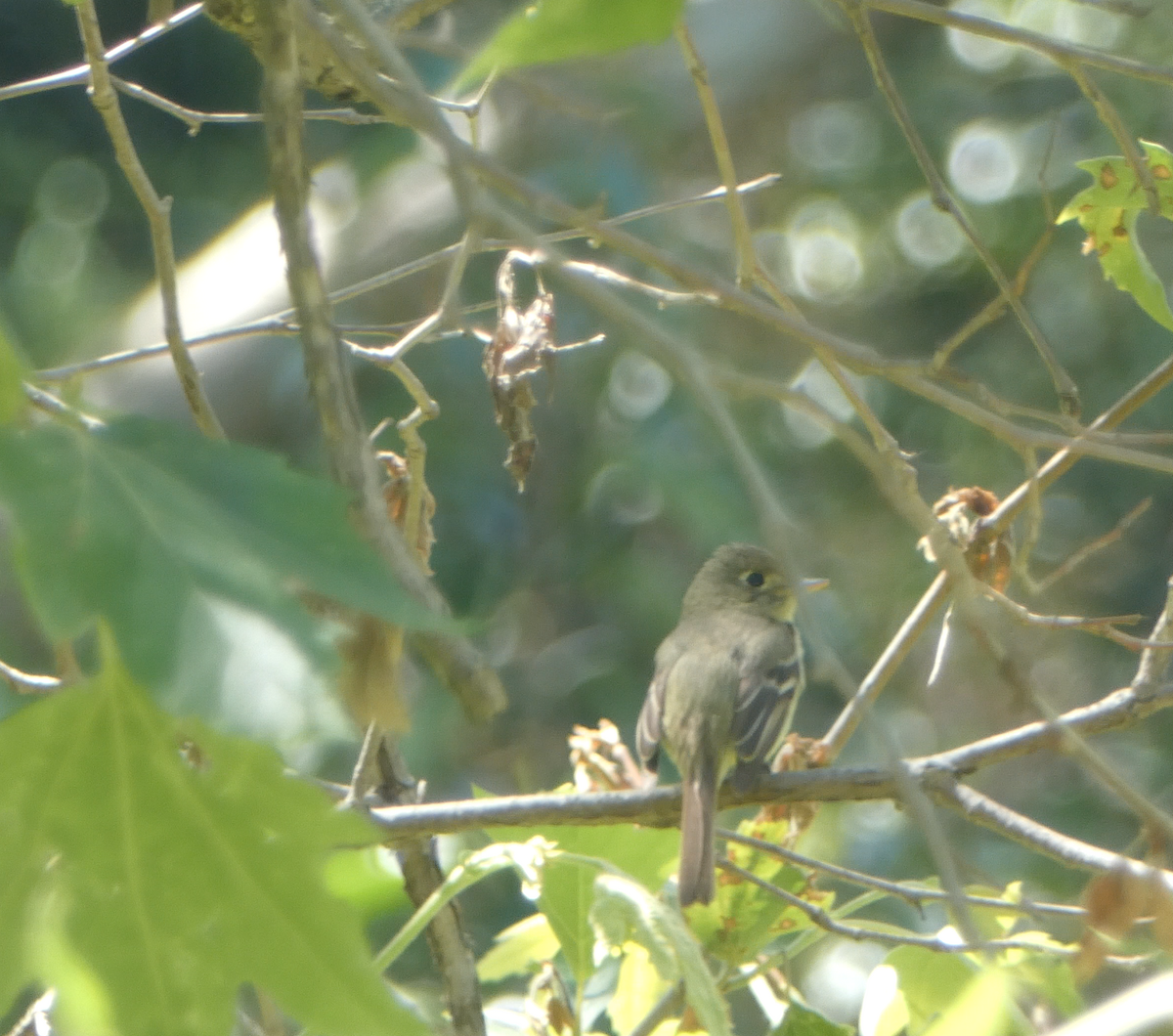 Western Flycatcher - Kevin Hayes