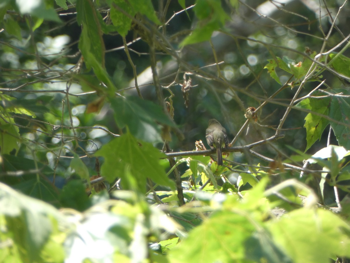 Western Flycatcher - Kevin Hayes