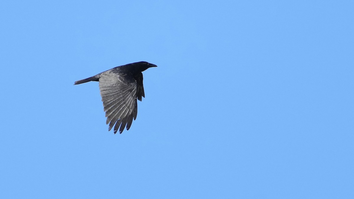 Fish Crow - Sunil Thirkannad